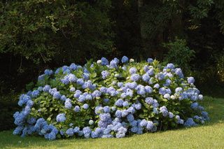 hortensia de jardin bleu