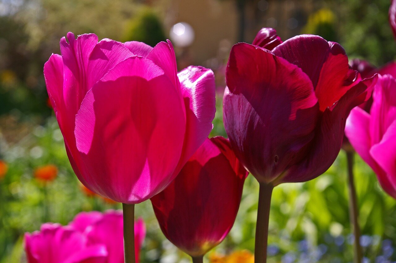 Tulipe rouge lors d'un jour de printemps